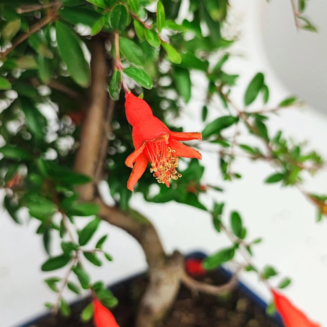 Dettaglio fiore rosso del bonsai Punica Granatum Nana - particolare floreale su sfondo verde