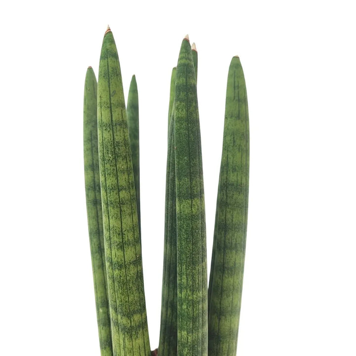 Sansevieria Cylindrica Candle - primo piano delle foglie compatte e cilindriche