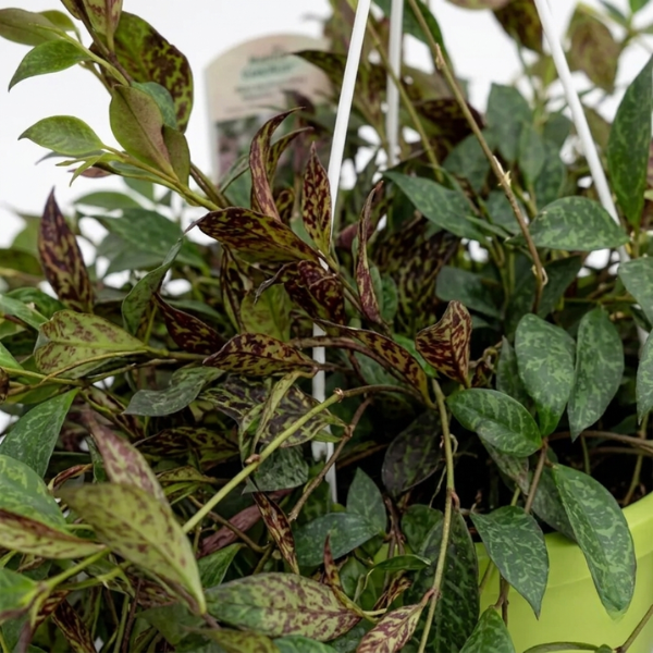 Dettaglio ravvicinato foglie di pianta ricadente variegata con tonalità verdi e marroni decorative