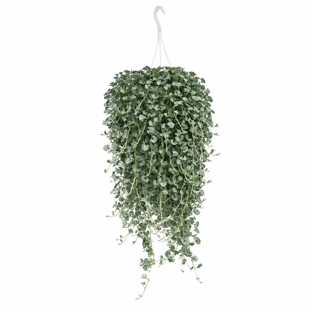 Dichondra argentea Silver Falls in basket sospeso con fogliame argentato ricadente e portamento elegante.
