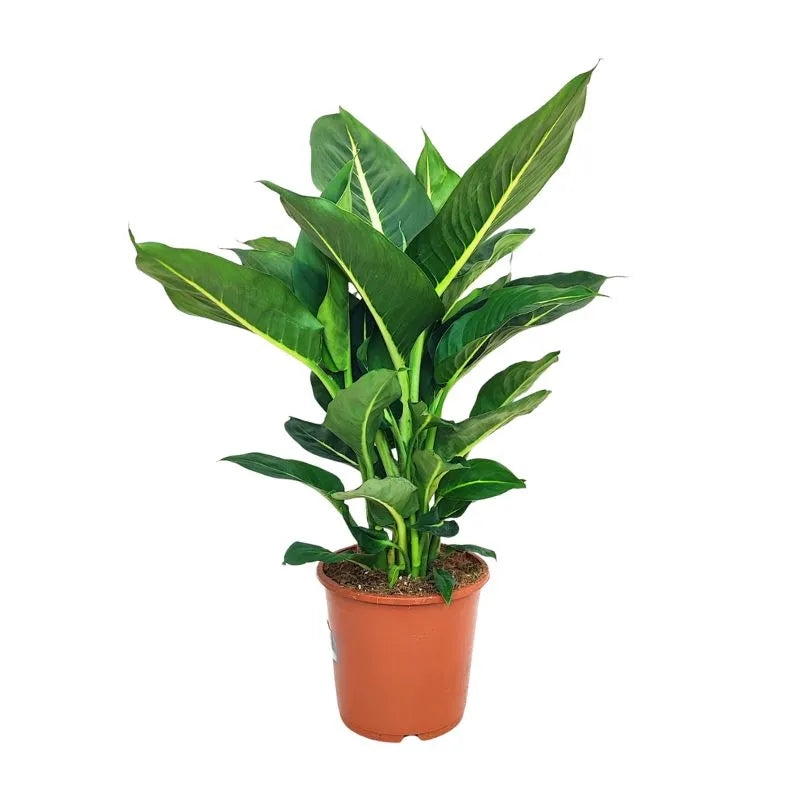 Dieffenbachia Green Magic D.17 cm Vaso plastica