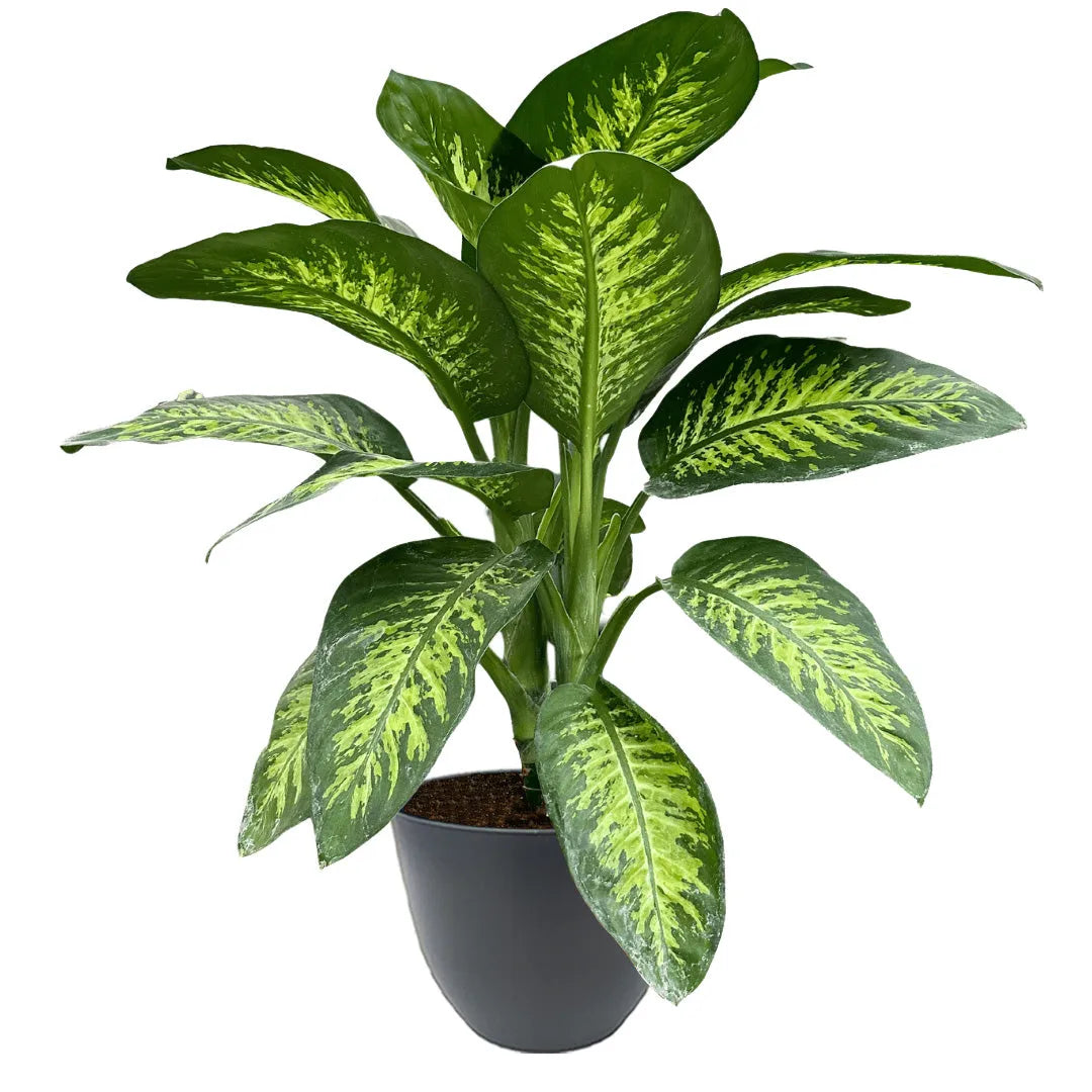Dieffenbachia Tropic Snow - pianta decorativa tropicale in vaso antracite, ideale per l'arredamento