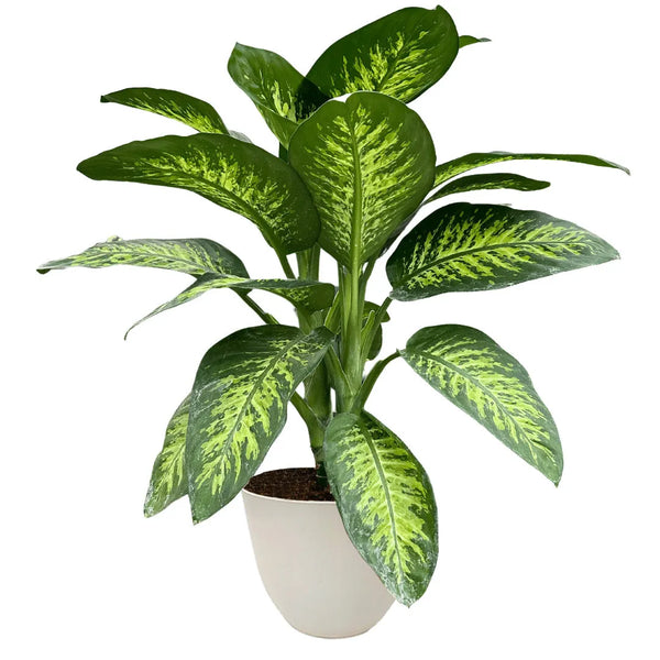 Dieffenbachia Tropic Snow D.21 cm