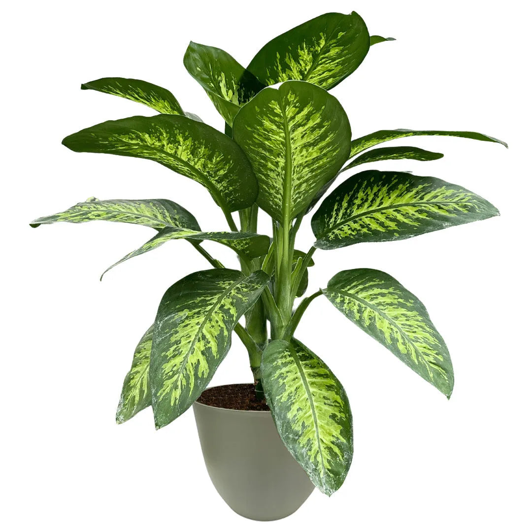 Dieffenbachia Tropic Snow - pianta con foglie verde-crema in vaso verde, dettaglio del fogliame