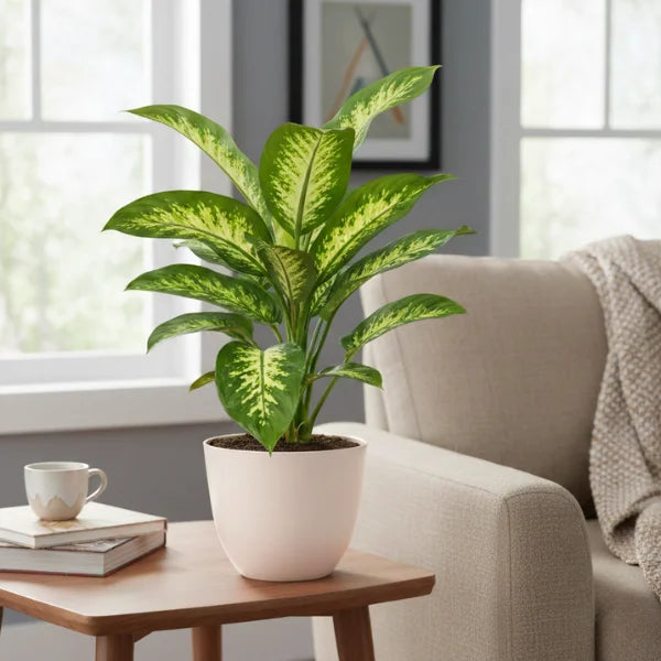 Dieffenbachia Tropic Snow arredamento - in vaso bianco su tavolino da salotto
