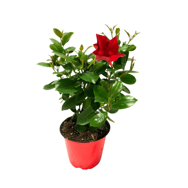 Dipladenia D.14 H.25 cm