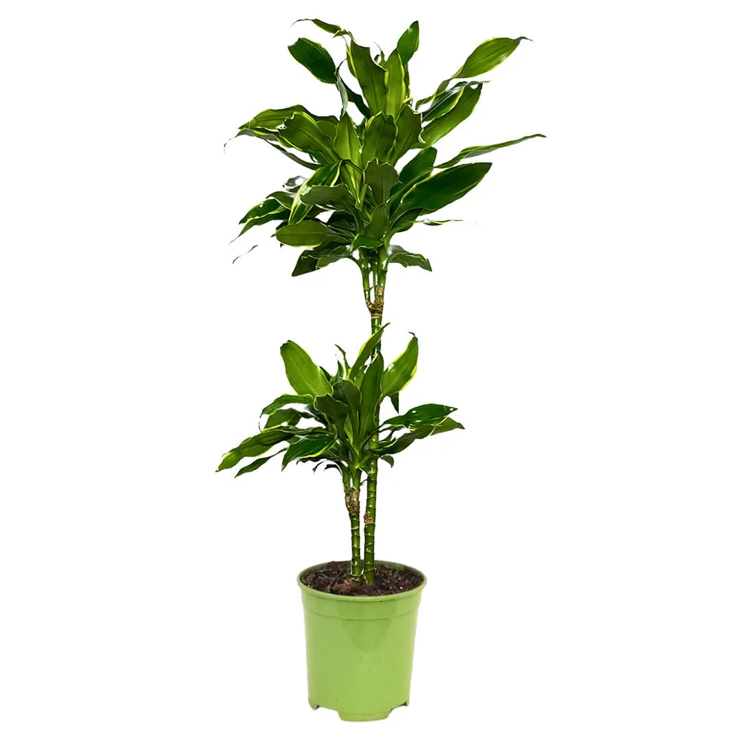 Dracaena Golden Coast D.19 cm