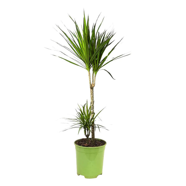 Dracaena Marginata D.19 cm Vaso plastica