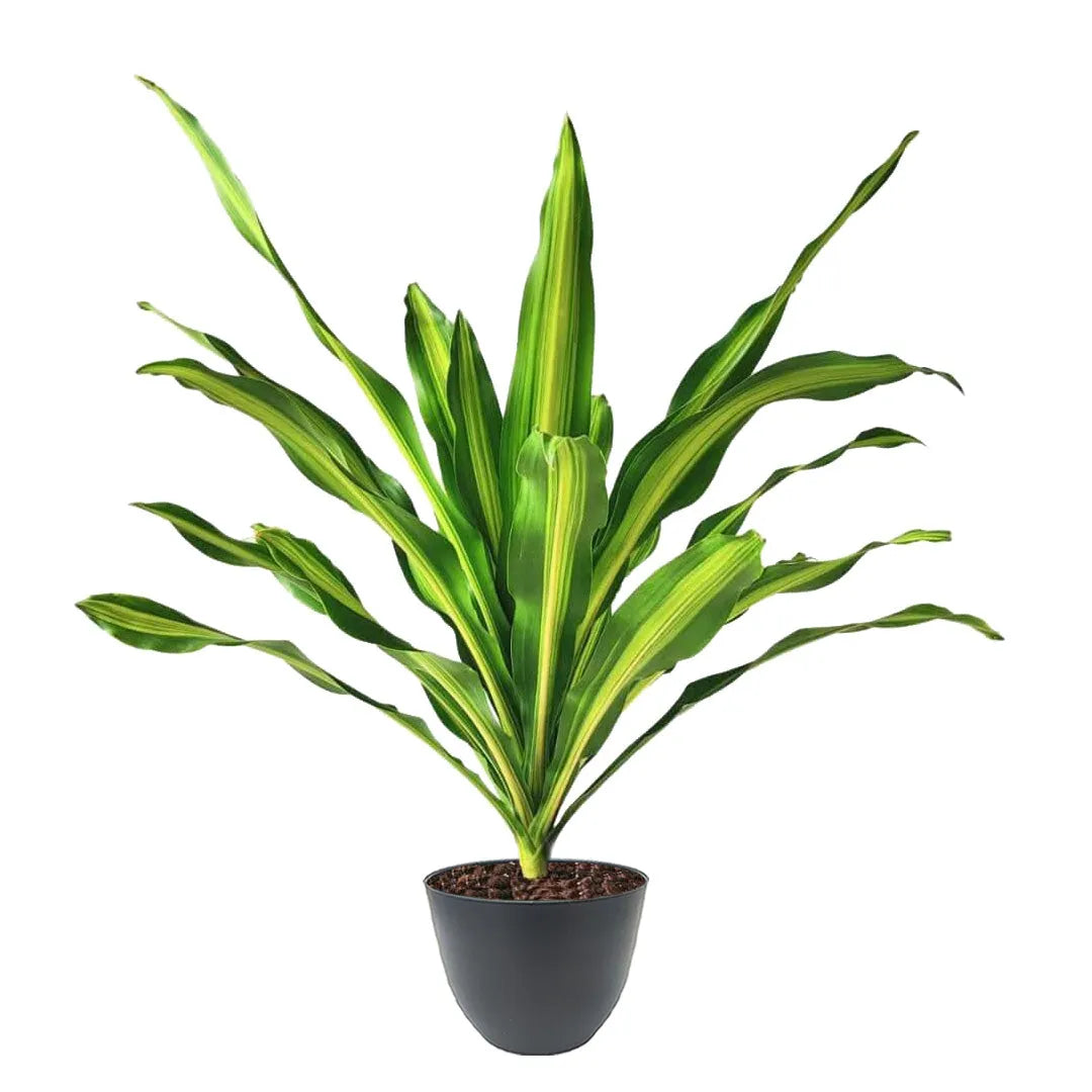 Dracaena Fragrans online - pianta ornamentale con vaso antracite moderno