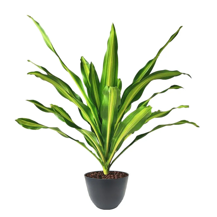 Dracaena Fragrans online - pianta ornamentale con vaso antracite moderno