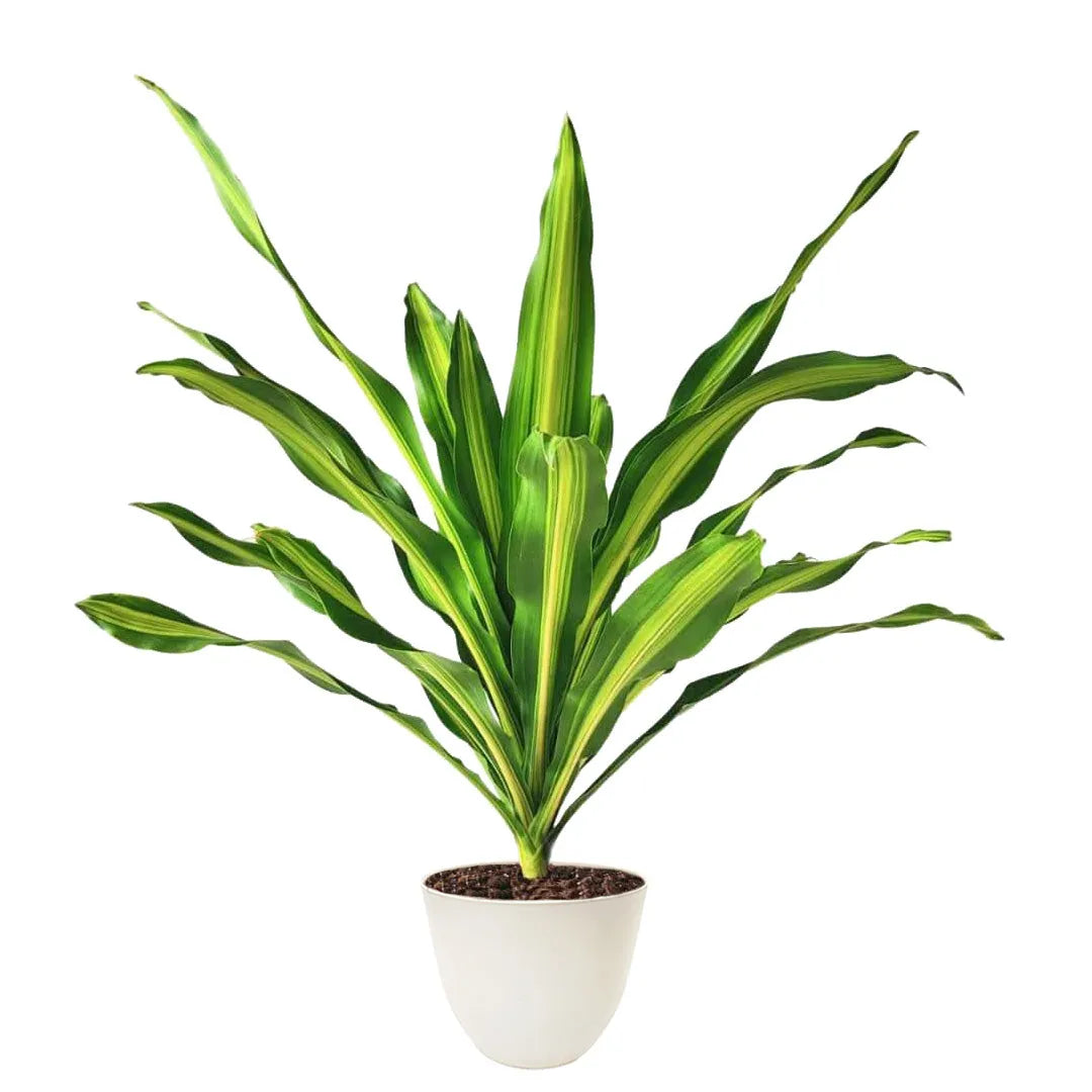 Dracaena Fragrans Burley - pianta da interno con vaso bianco avorio elegante