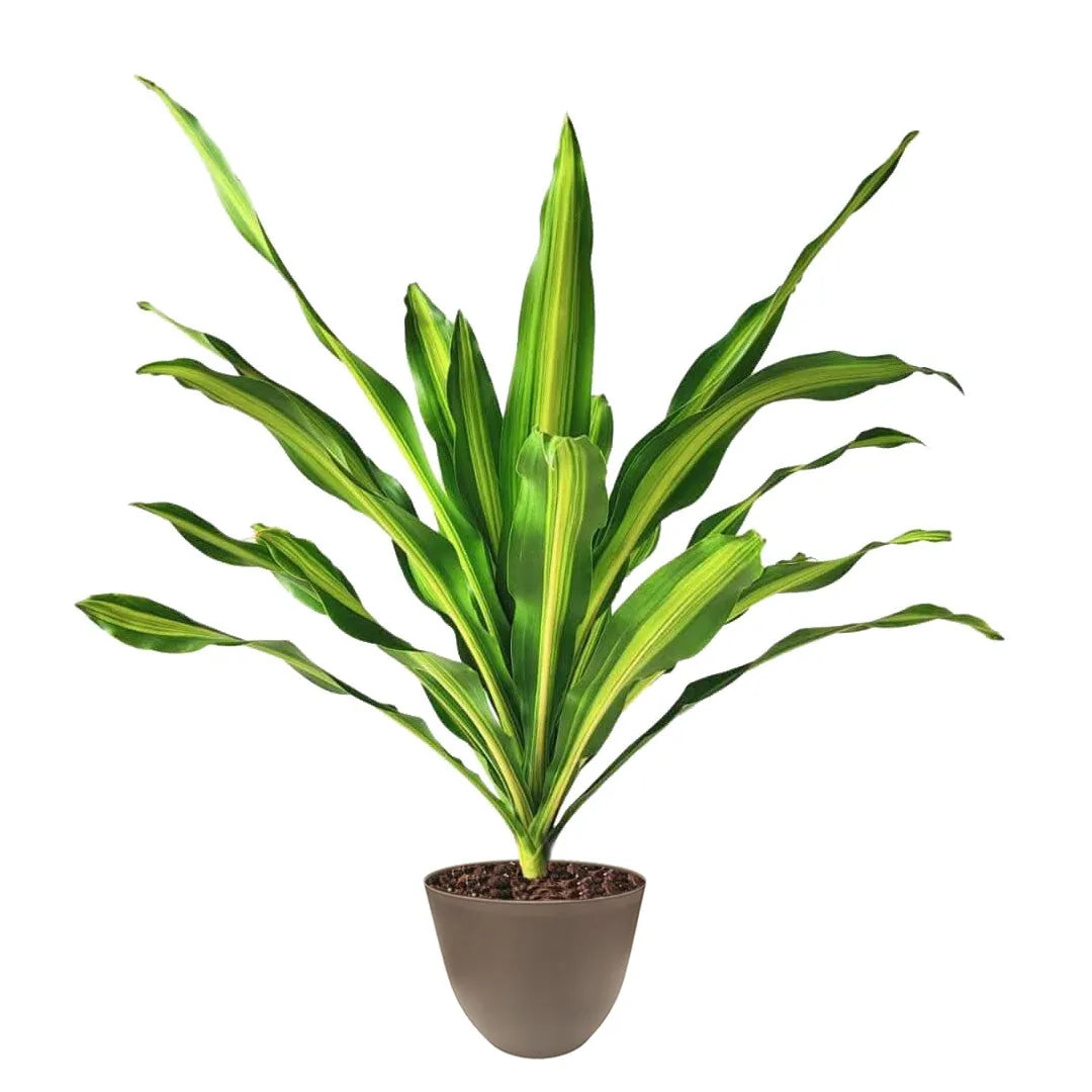 Dracaena Fragrans Burley - pianta d'appartamento con vaso tortora di design