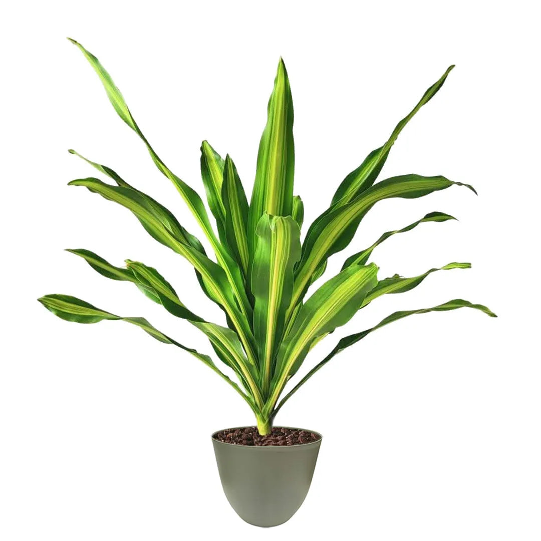 Dracaena Fragrans Burley - sempreverde con vaso verde rosmarino in ambiente domestico