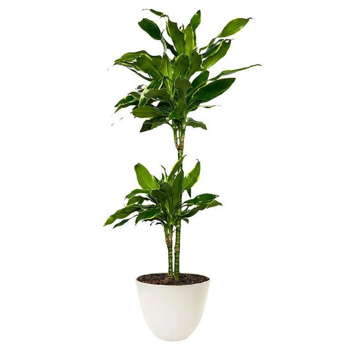 Dracaena Golden Coast 110-120cm - pianta intera con foglie verdi e dorate