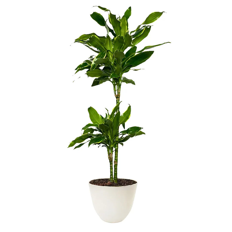 Dracaena Golden Coast 110-120cm - pianta intera con foglie verdi e dorate