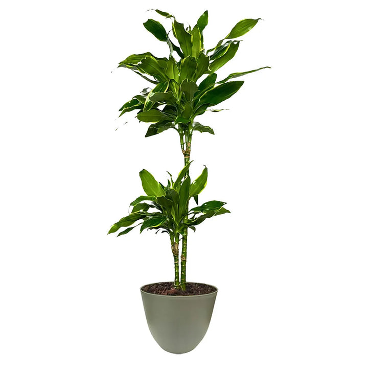 Dracaena Golden Coast - dettaglio delle foglie variegate verde e oro