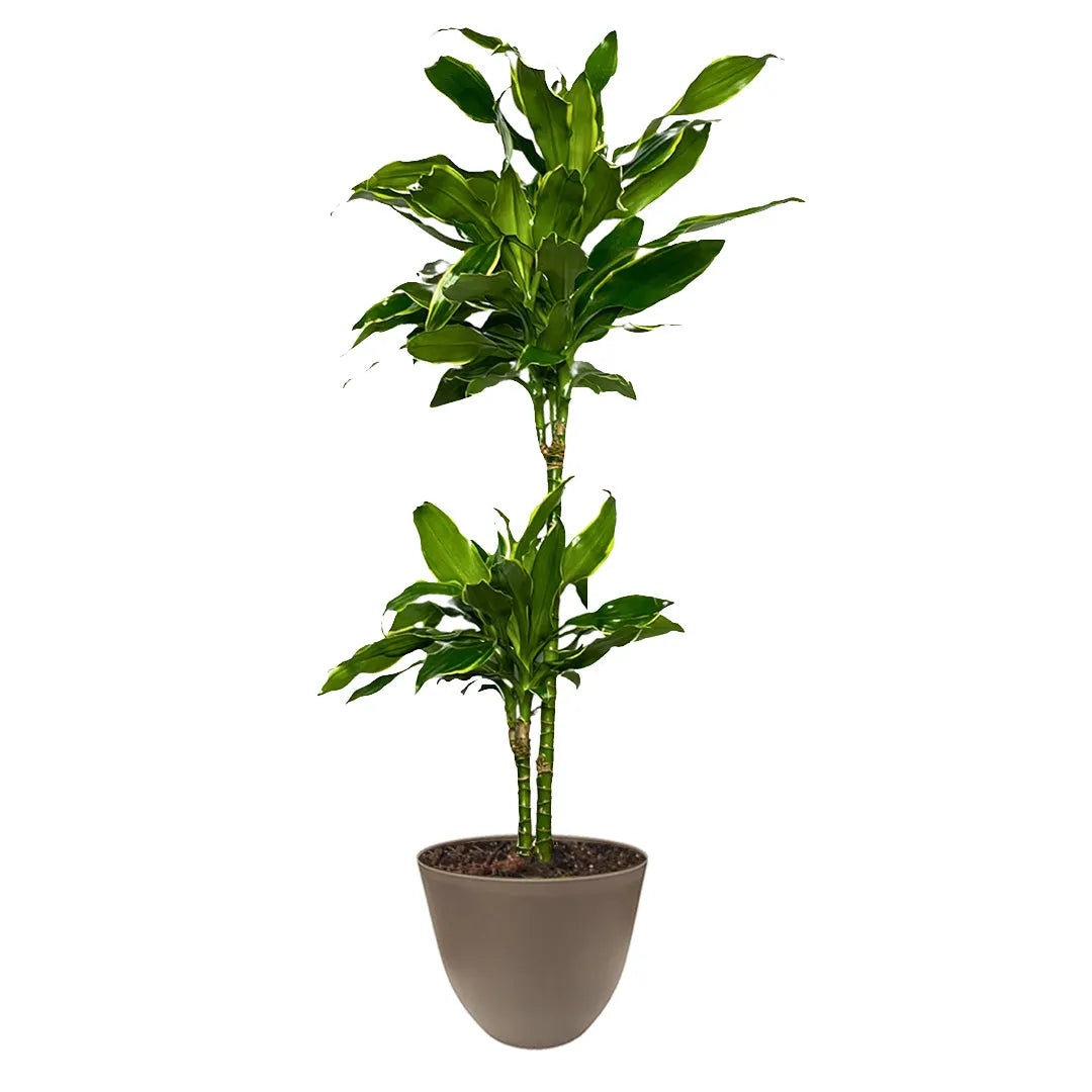 Dracaena Golden Coast - vista dall'alto del fogliame rigoglioso