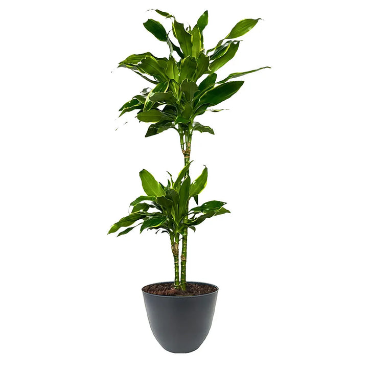 Dracaena Golden Coast 110-120cm - pianta in vaso decorativo per interni