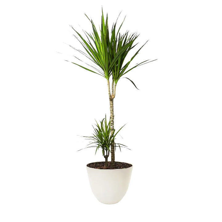 Dracaena Marginata - Pianta alta 120-130cm in vaso bianco, con foglie sottili e bordi rossastri