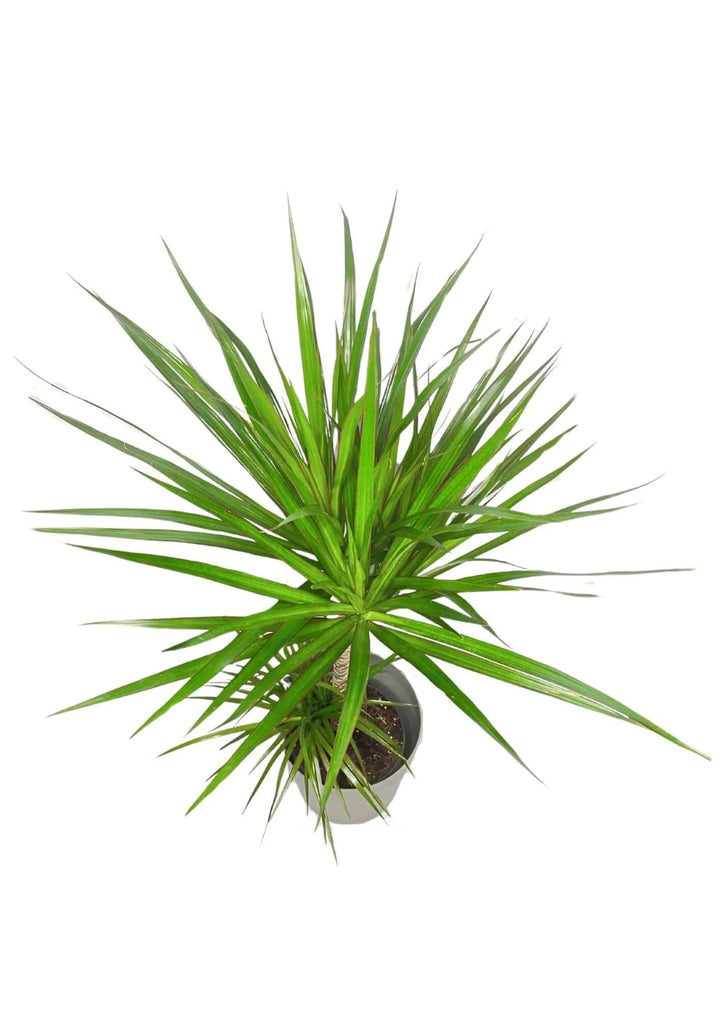 Dracaena Marginata - Vista dall'alto della chioma densa e simmetrica