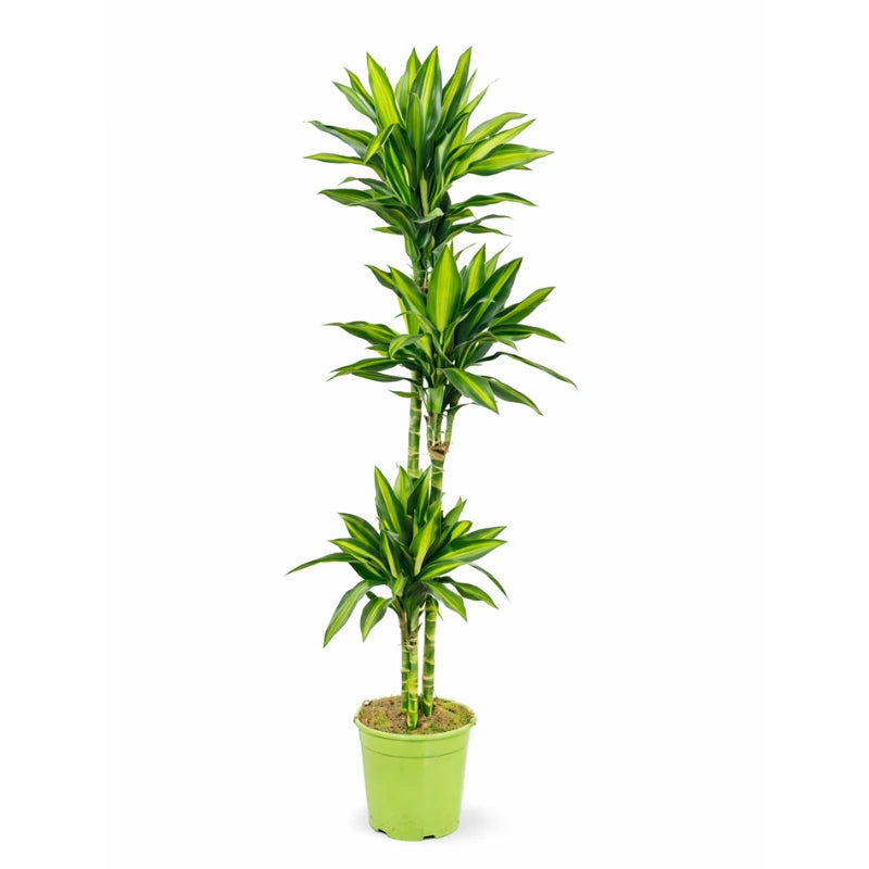 Dracaena Silindo in vaso verde con fusto multiplo e foglie verde brillante, pianta da interno ornamentale ideale per casa e ufficio. 