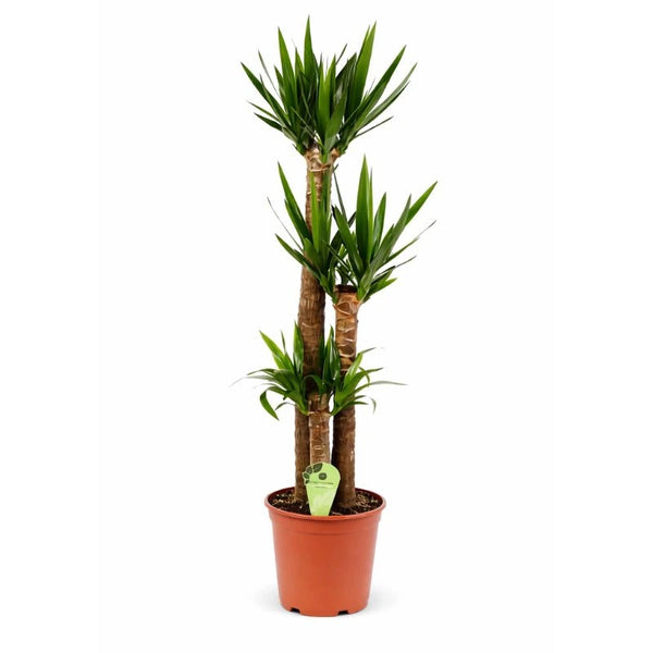 Yucca in Vaso D.19 H.80 cm