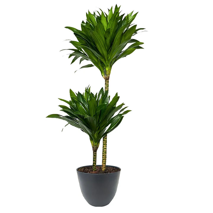 Dracaena Compacta - pianta con fusti e foglie verdi in vaso nero liscio