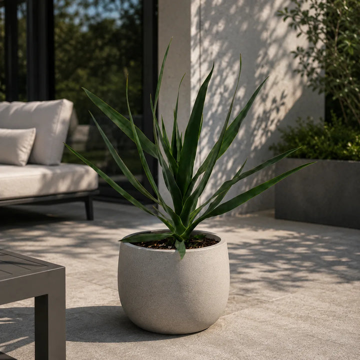 Pianta di Dracaena draco dal portamento architettonico inserita in vaso decorativo chiaro su patio moderno con arredi da esterno.
