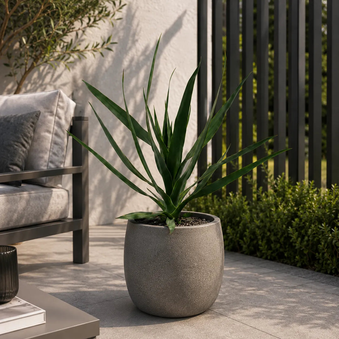 Dracaena draco con lunghe foglie verdi appuntite coltivata in vaso grigio effetto pietra su terrazza contemporanea, ideale per arredare spazi esterni.