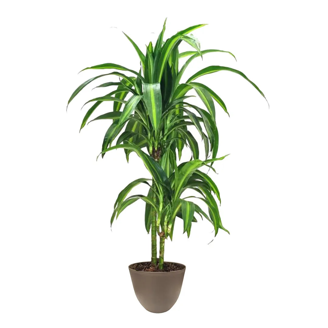 Dracaena Hawaiaan Sunshine - Pianta tropicale in vaso color tortora, ideale per interni