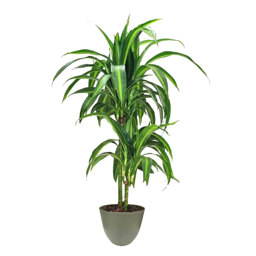 Dracaena Hawaiaan Sunshine - Pianta da interno con foglie verdi e crema in vaso verde rosmarino