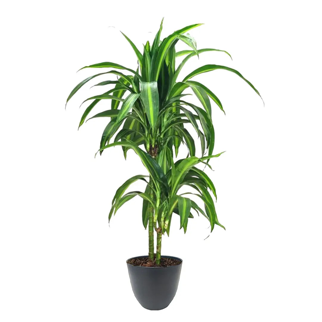 Dracaena Hawaiaan Sunshine - Pianta ornamentale con fogliame variegato in vaso antracite