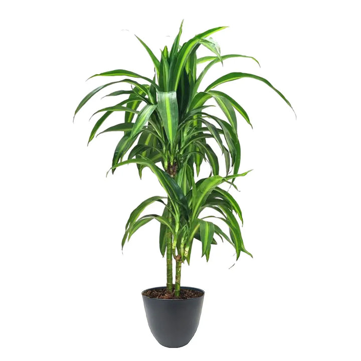 Dracaena Hawaiaan Sunshine - Pianta ornamentale con fogliame variegato in vaso antracite