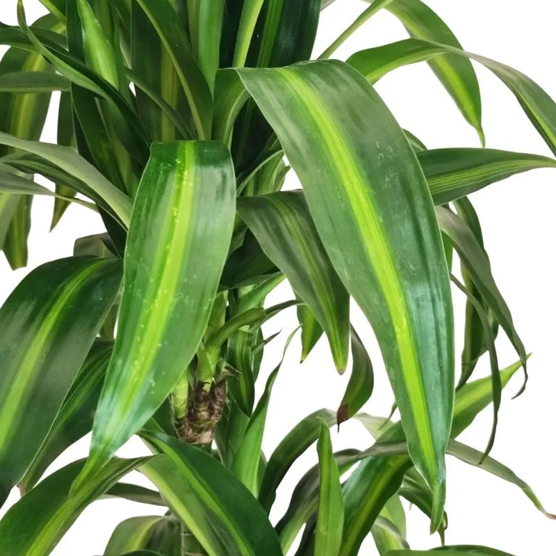 Dracaena Hawaiaan Sunshine dettaglio - Primo piano delle foglie variegate verde intenso e crema