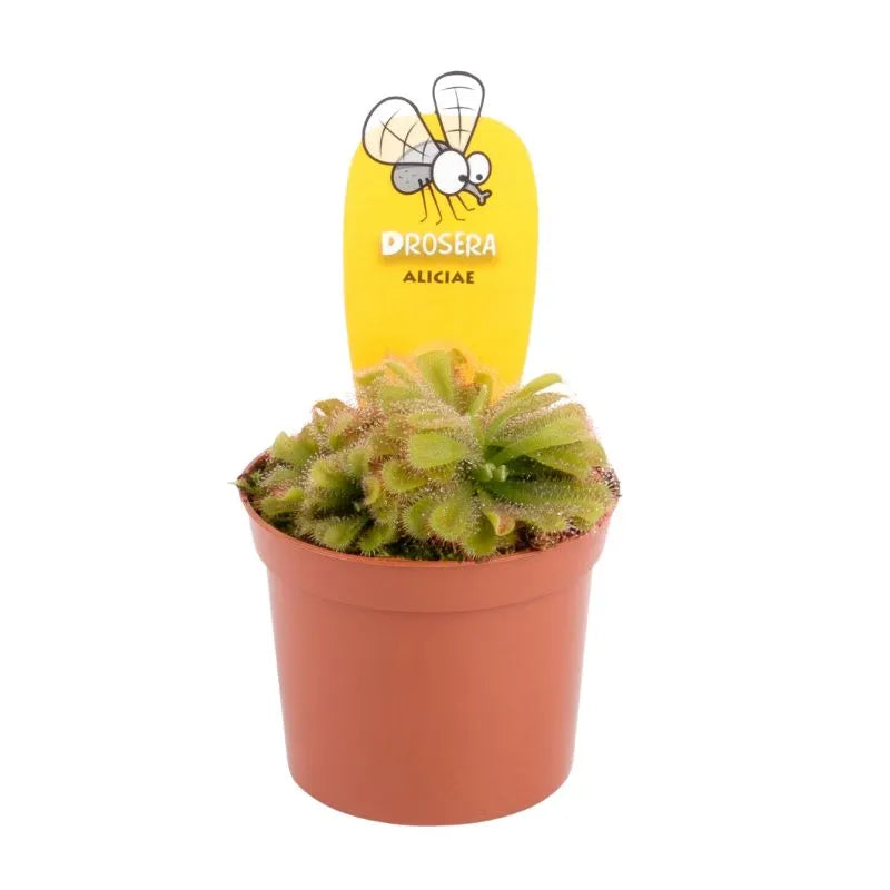 i Giardini di Giulia 