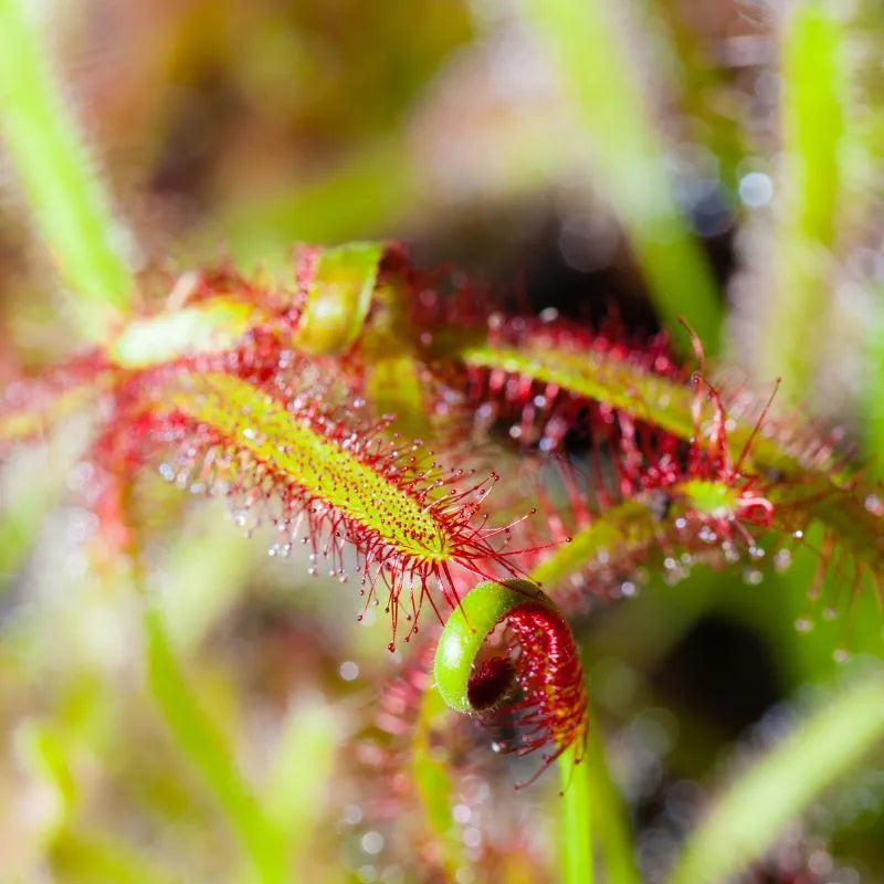 dettaglio delle foglie della pianta 