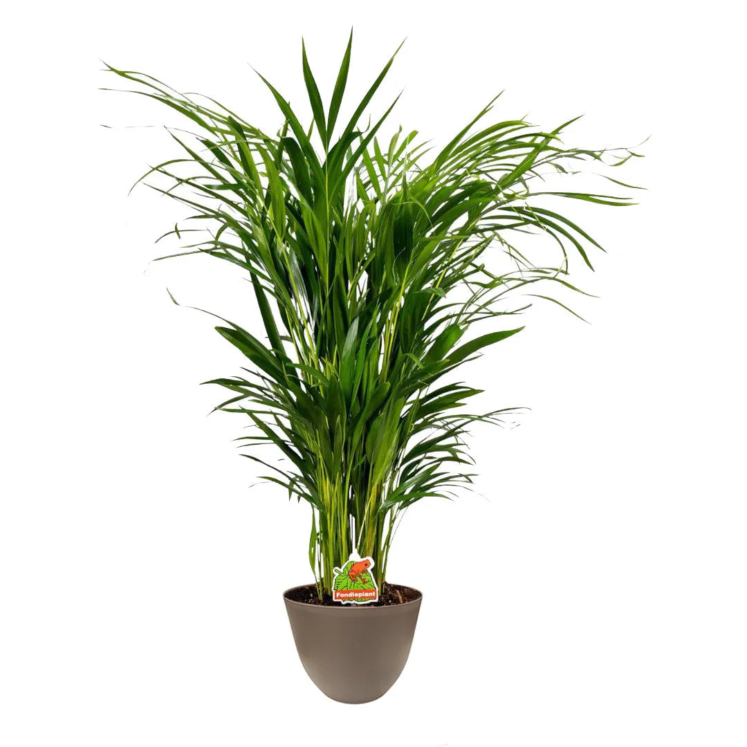 Dypsis lutescens - Vista laterale in vaso tortora, foglie lucenti