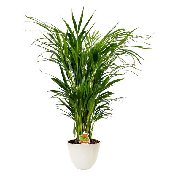 Dypsis lutescens H. 80 cm