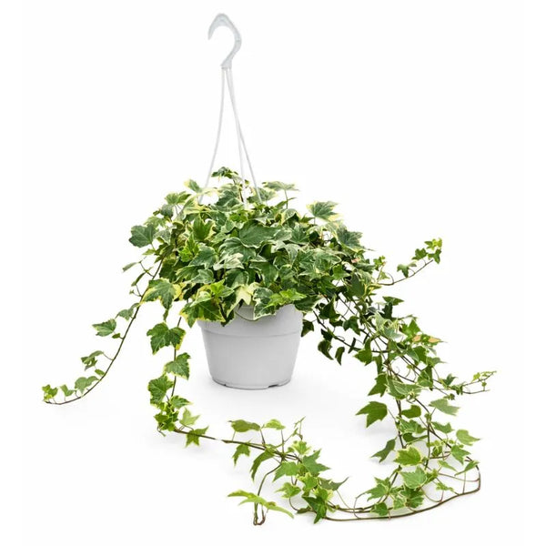 Edera (Hedera helix)Variegata altezza D.17 cm