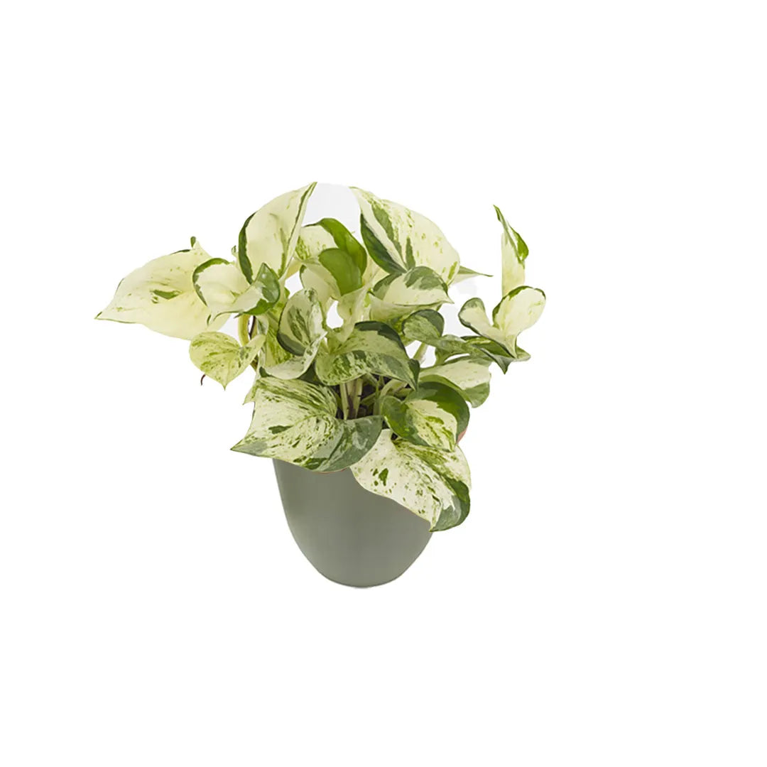 Epipremnum Pinnatum - pianta variegata per casa in vaso verde rosmarino