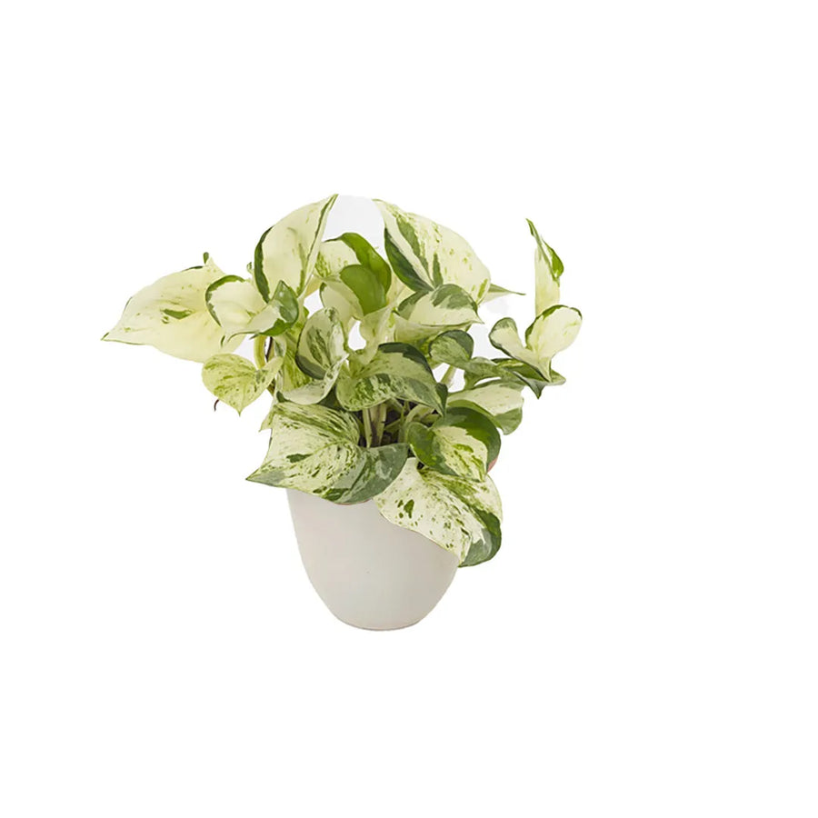 Epipremnum Pinnatum Happy Leaf - pianta variegata in vaso avorio per interni