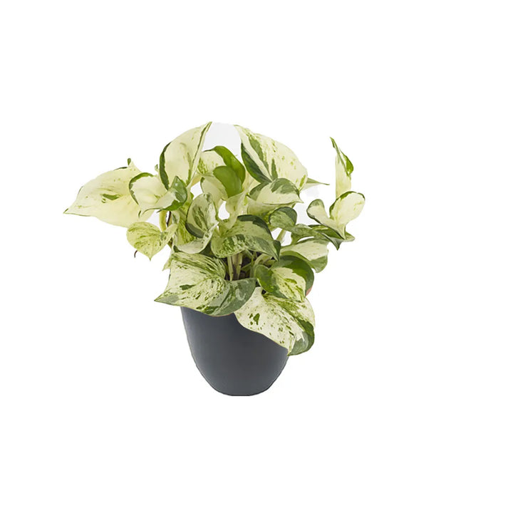 Epipremnum Happy Leaf - pianta da interno con foglie verdi e crema in vaso antracite