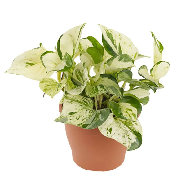 Epipremnum pinn. Happy Leaf Ø 12 Vaso plastica