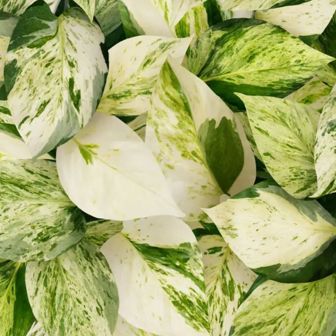 Dettaglio foglie Epipremnum Pinnatum Happy Leaf - variegate verde e crema