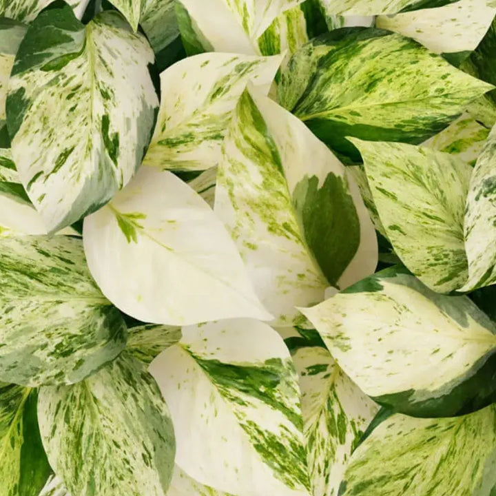 Dettaglio foglie Epipremnum Pinnatum Happy Leaf - variegate verde e crema