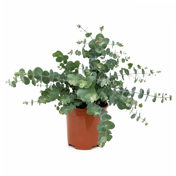 eucalipto  in vaso da vivaio con foglie tonde verdi argentate