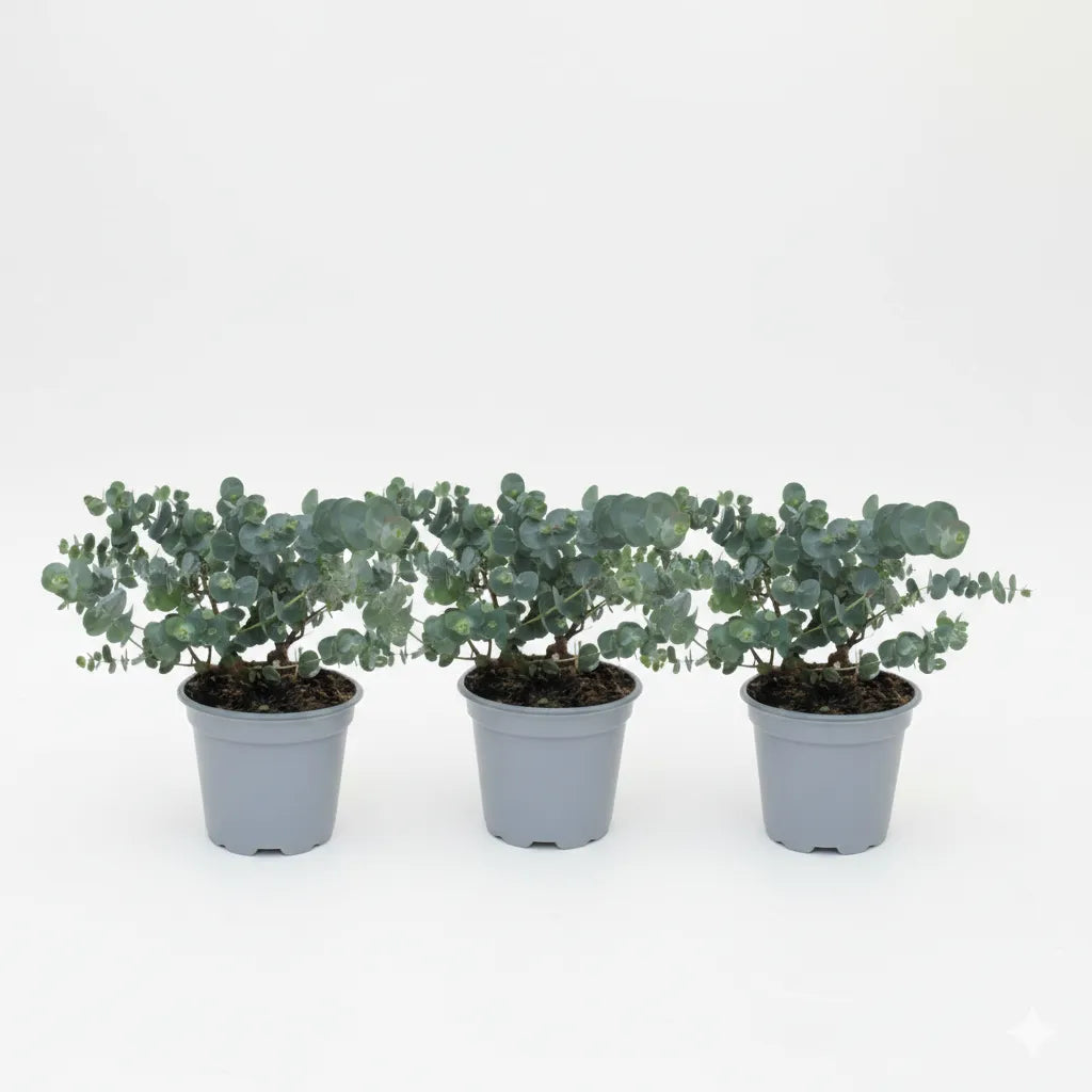 Eucalipto Gunnii - tre piante in vaso allineate per un effetto decorativo