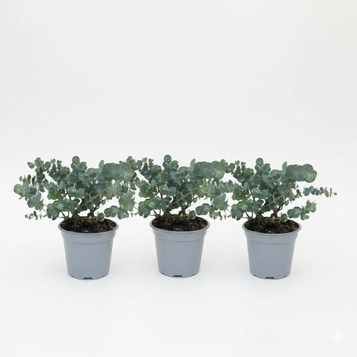 Eucalipto Gunnii - tre piante in vaso allineate per un effetto decorativo