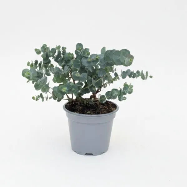 Eucalipto Gunnii - pianta ornamentale con foglie rotonde verde-azzurro su sfondo bianco