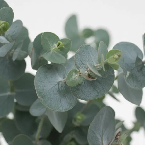 Eucalipto Gunnii - dettaglio ravvicinato delle foglie profumate e argentee